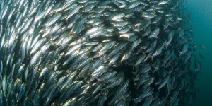 Cá Trích Ấn Độ Dương